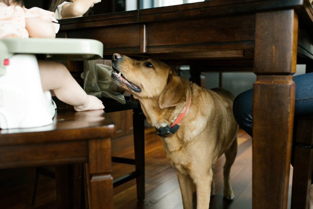 photo of a yellow lab dog waiting for little girl to drop food from her highchair.
