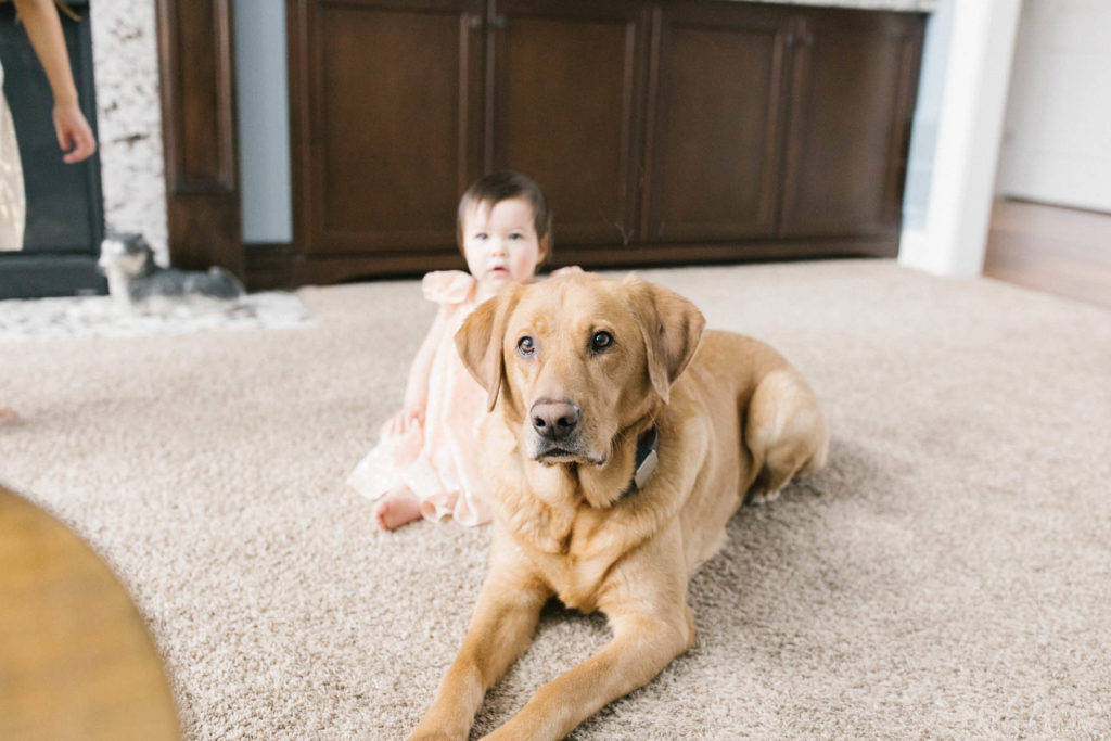 yellow lab and baby girl 
