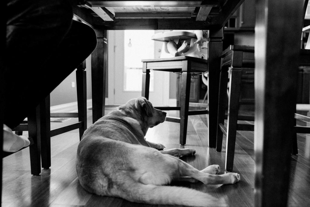 photo of a dog laying underneath baby's highchair waiting for food scraps.